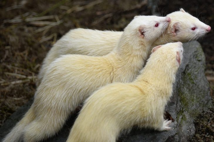 albino ferrets ferrets mustelid 7429773